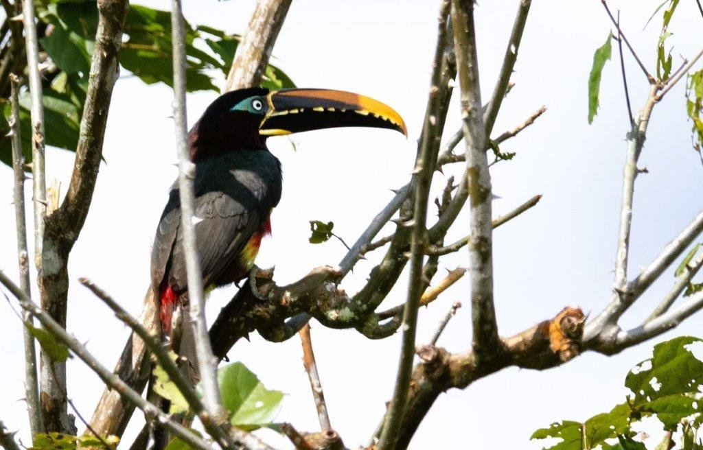 Yulder - RedExpertos