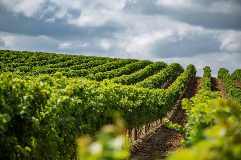 Yulder - RedExpertos