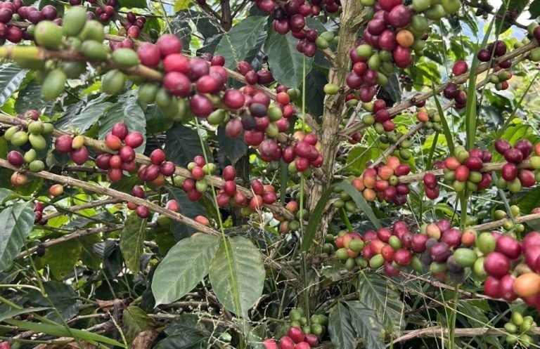 Yulder - RedExpertos