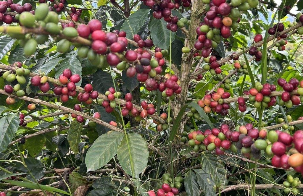 Yulder - RedExpertos