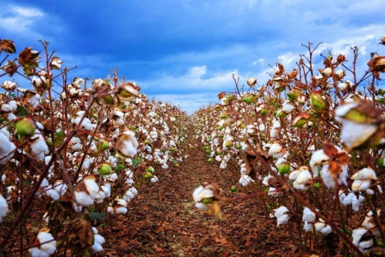 Yulder - RedExpertos